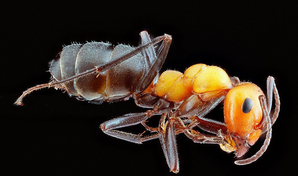 Ant Control service in Lexington, KY