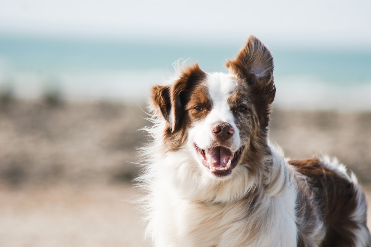Flea & Tick Control service in Lexington, KY