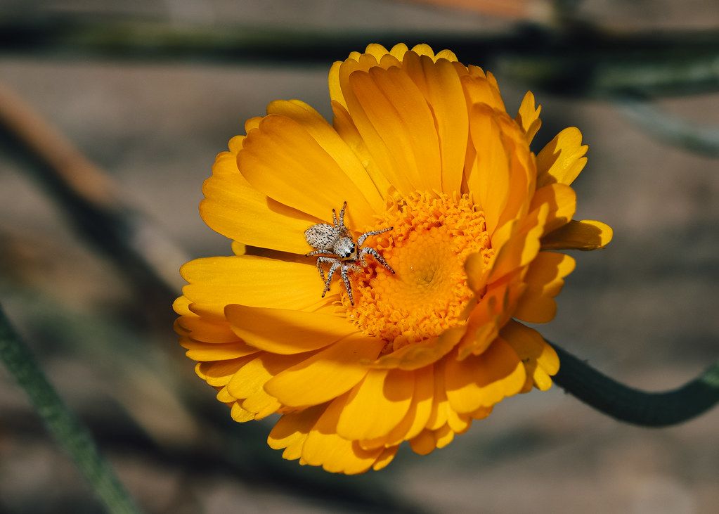 Spider Control service in Lexington, KY